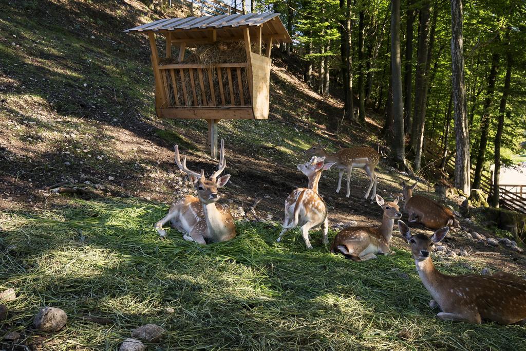 Slovenia Eco Resort Stahovica Exterior photo